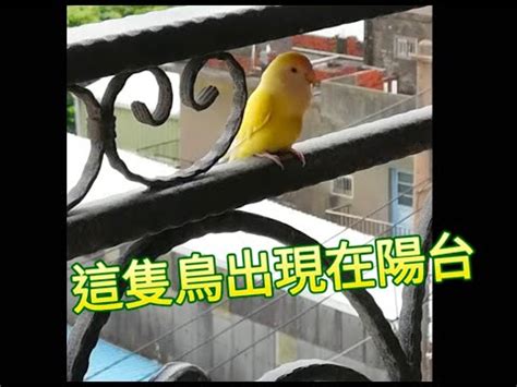 鳥自己飛來|自來鳥寓意著什麼，家裡飛來一隻鳥有什麼寓意嗎